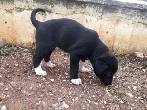 Melez belçika kurdu yavruları