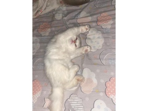 2 aylık kedilerimi sahiplendiriyorum