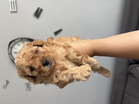 Dişi maltipoo yavrular