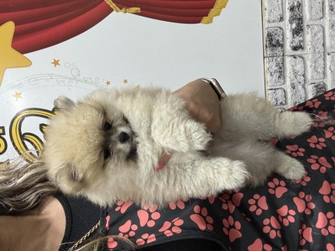 Anne baba tea cup pomeranian bebekler