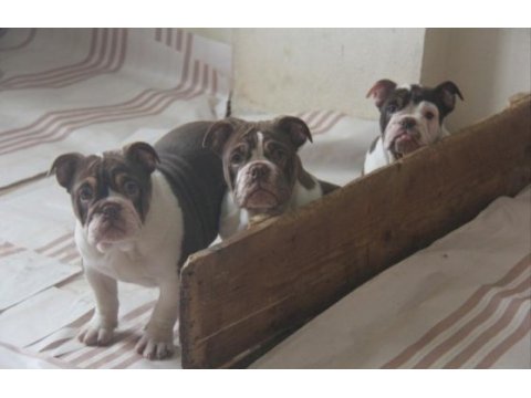 Chocolate english bulldog a kaliteli bebekler