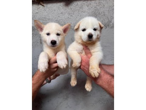 Tarım ve orman bakanlığı onaylı çiftlikten husky