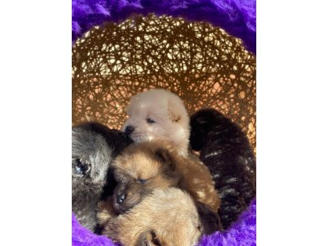 Mükemmel kalitede chow chow yavrular