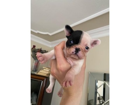Safkan french bulldog yavrum 45 günlük
