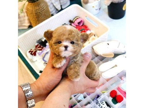 Maltipoo kore bebekler