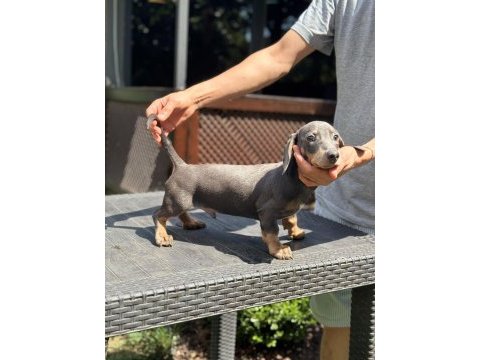 Orjinal dachshund (sosis) yavrumuz