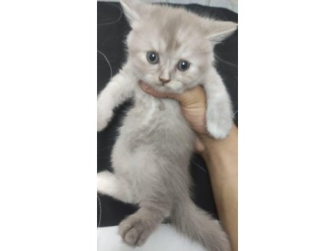 British shorthair 1,5 aylık