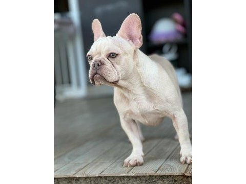 Lilac tan platınum french bulldog köpeğimiz