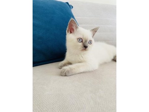 2 aylık blue point british shorthair dişi yavru