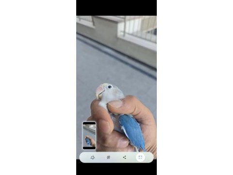 Yavru ısırmayan bebek cennet papağanı yavrular