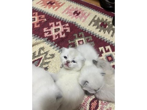 Yeni yuvasını arıyor kedilerimiz