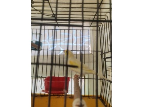 Hazir bangir bangir oter durumda sari mozaik kanarya