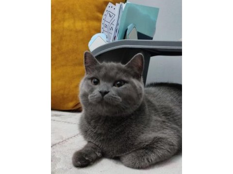 Sahiplendirme british shorthair