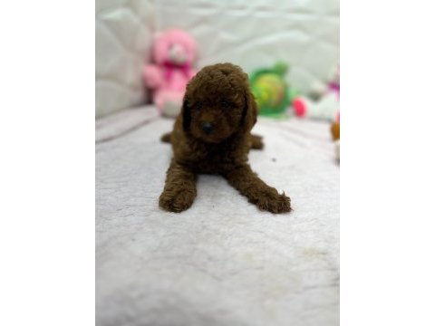 Yavru poodle