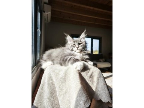 Karakteri cüssesi ve dolu şeceresi ile nocturne maine coon