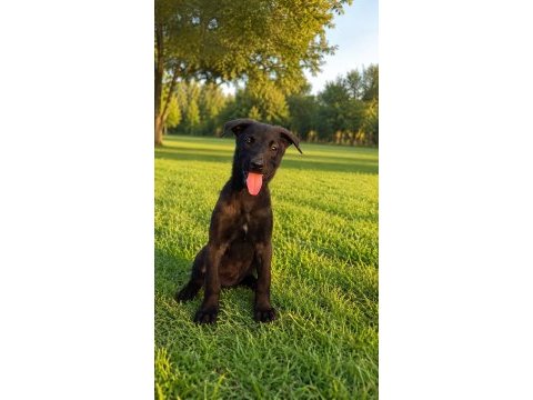 Şecereli belçika malinois yavruları