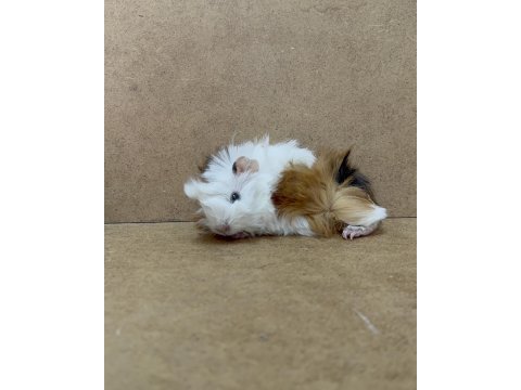 Ginepig yavrularımız gün içi gönderim sağlanmakta