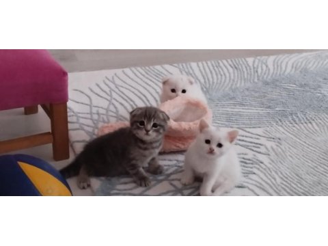 İsteyene sahiplendirilir british shorthair
