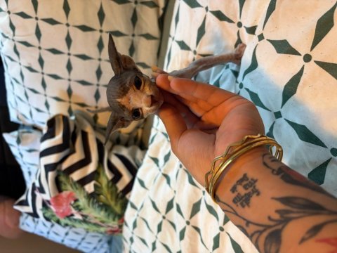 Canadian sphynx yavruları