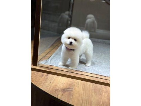 Sağlık ve ırk garantili pomeranian köpeği