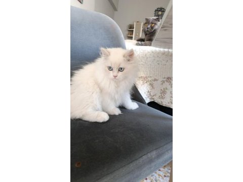British longhair miniklerim