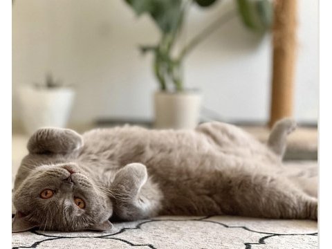 4 yaşındaki kedimi sahiplendiriyorum