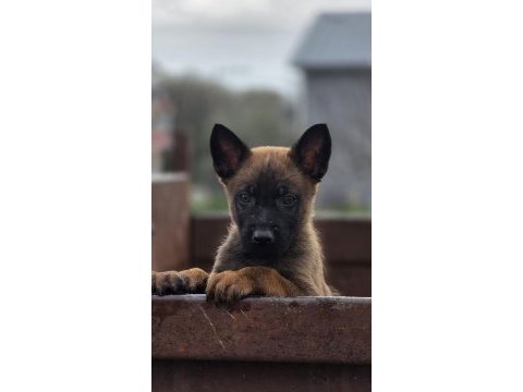 Sağlıklı malinois yavrular