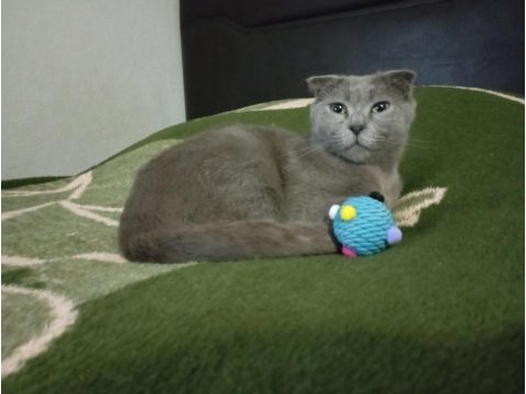 Scottish fold sahiplendirme