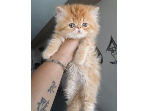 İran persian kalite