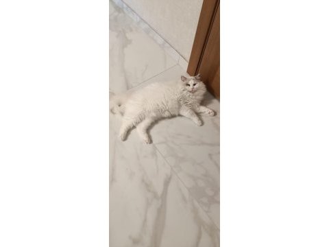 Şecereli erkek ragdoll kedisi