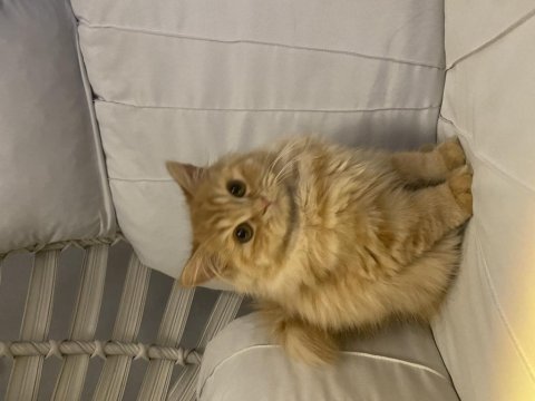 Yavrularıma yuva chinchilla
