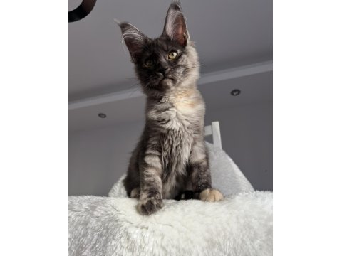 Maine coon dişi tortie pet şecereli