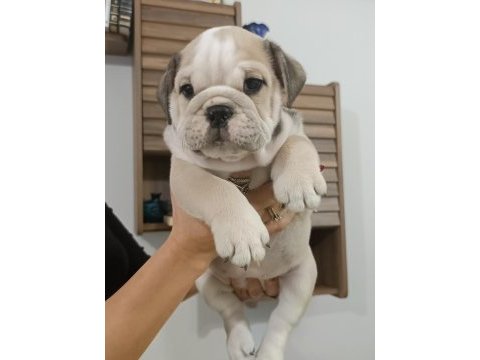 %100 ırk garantili ingiliz bulldog yavrular