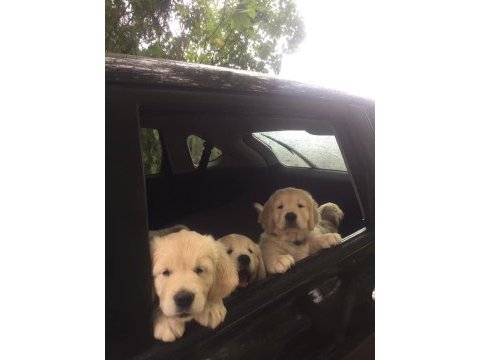 Golden retriever adrese teslim kapıda ödeme yapabilirsiniz