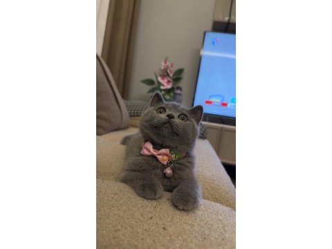 4 aylık dişi çok cana yakın oyuncu scottish fold