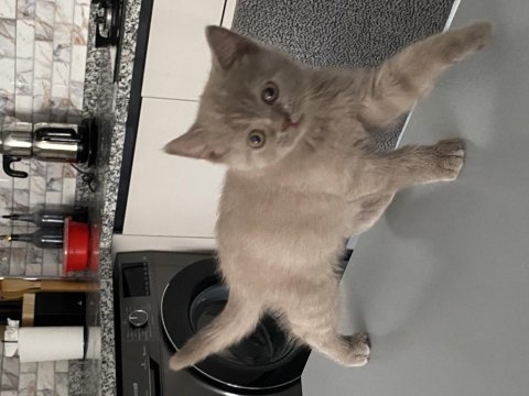 2 aylık british shorthair lilac rengi