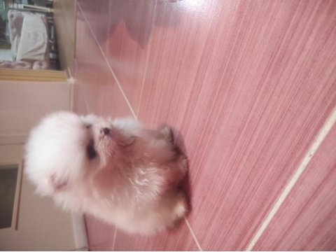 Pomeranian yavrularımıza yeni yuvalar arıyoruz