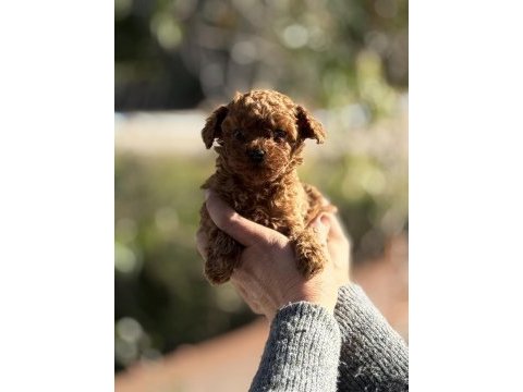 Aşılı çiş eğitimli teacup toy poodle 