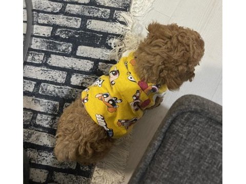 Erkek yavru poodle hemen teslim