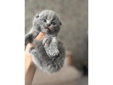 Scottish fold yavru