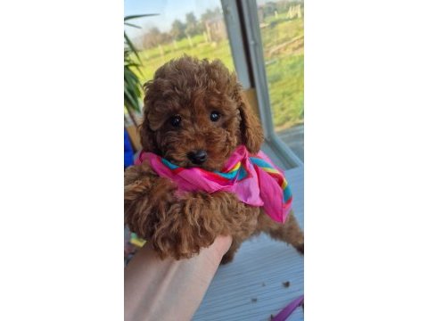 Babyface red brown dişi poodle yavrum