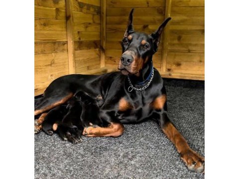Elit king doberman yavruları