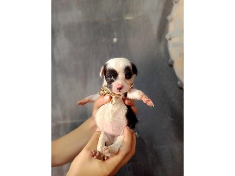 Terrier yavrular