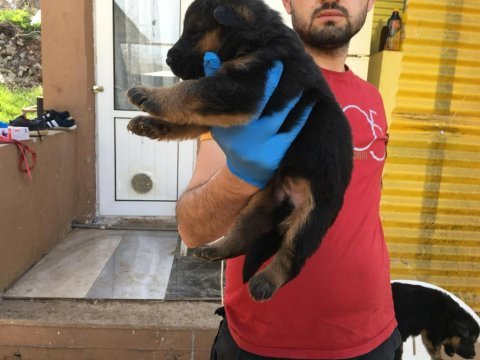 Üst kalite alman kurdu yavruları