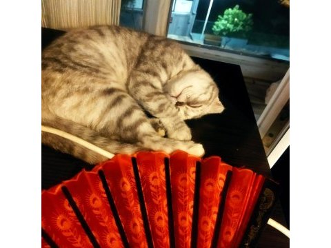 Bir yaşında eğitimli scottish fold
