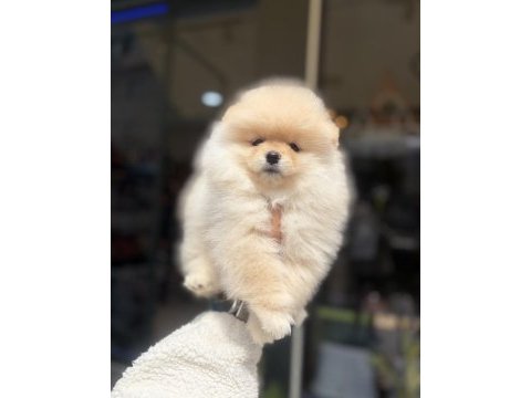 Ukrayna doğumlu pomeranian yavrular