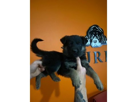 Ruhsatlı çiftlikten a kalite alman çoban köpeği