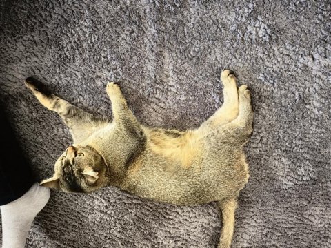 2 adet dişi ve kısırlaştırılmış scottish fold