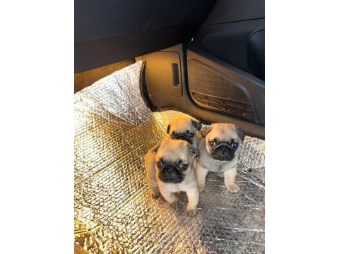 Pug mops bebek