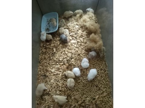 Toptan 80 adet gonzales hamster